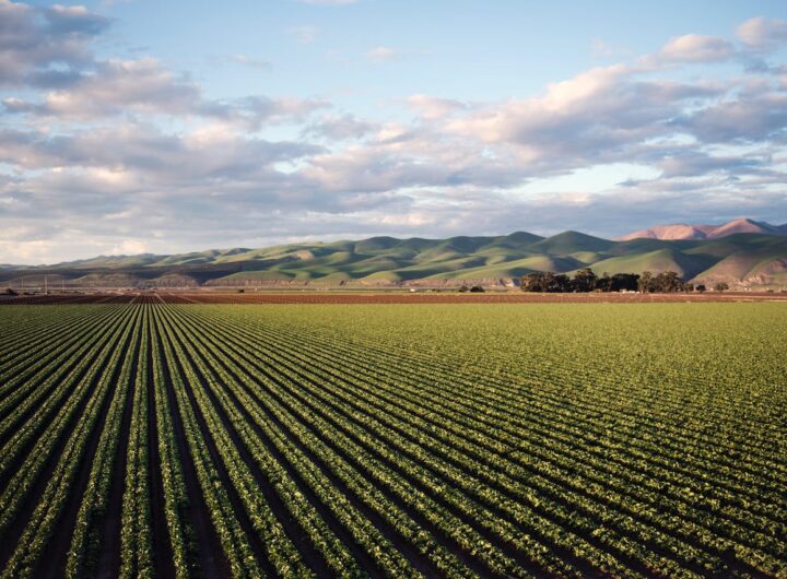 La Confederazione Italiana Agricoltori (CIA) della Puglia lancia l'allarme sull'importante riduzione dei contributi pubblici per le polizze assicurative agevolate destinate alle aziende agricole. I tagli operati dal Ministero dell'Agricoltura sui contributi erogati da Agea, l'Agenzia per le Erogazioni in Agricoltura, sono passati dal 65-70% al 37-40%, mettendo a rischio la sostenibilità economica delle imprese del settore primario. Contributo Ridotto: Impatti sui Rischi e Costi per le Aziende Agricole Il presidente della CIA Agricoltori Italiani di Puglia, Gennaro Sicolo, evidenzia che questo significativo calo del contributo pubblico rende difficile per le aziende agricole assicurarsi contro eventi climatici estremi. Con il contributo diminuito, le imprese devono affrontare un aumento dei costi assicurativi, esponendosi a rischi finanziari insostenibili. Questo scenario potrebbe portare alla chiusura di numerose aziende, aggravando ulteriormente la situazione economica nel settore agricolo. Rischi Climatici e Difficoltà Economiche: La Situazione Attuale Dopo due annate agrarie difficili, caratterizzate da eventi climatici catastrofici, la CIA Agricoltori Italiani aveva precedentemente chiesto al Governo di mantenere il sostegno al 70% per il 2023 e gli anni precedenti. Tuttavia, con il decreto ministeriale che riduce la percentuale del contributo, il peso finanziario delle polizze assicurative aumenta notevolmente. Questo si traduce in una situazione in cui molte aziende agricole non saranno in grado di coprire adeguatamente i rischi e le perdite dovute a calamità naturali. Proposte della CIA per Affrontare la Crisi La CIA propone modifiche al decreto legislativo 102/2004, la creazione di un nuovo fondo nazionale per i danni da calamità naturali e un accesso più agevolato alle coperture assicurative per le imprese agricole danneggiate. Inoltre, si sottolinea l'importanza di semplificare le procedure burocratiche per garantire un immediato accesso agli aiuti. La proposta prevede anche la costituzione di un fondo assicurativo, parzialmente finanziato dalla fiscalità generale e dai fondi del CSR, per proteggere le aziende agricole dagli eventi naturali e dalle crisi di mercato.