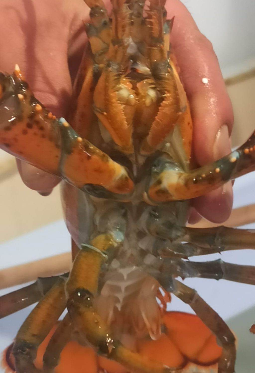 Pescheria dal Nipote da Domenico Vecere